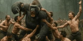 gorilla