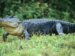 coccodrillo