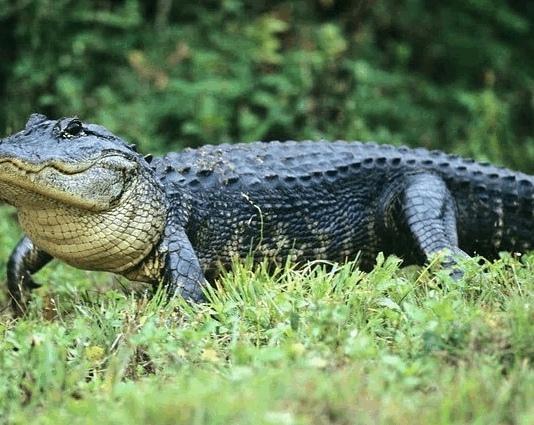 coccodrillo