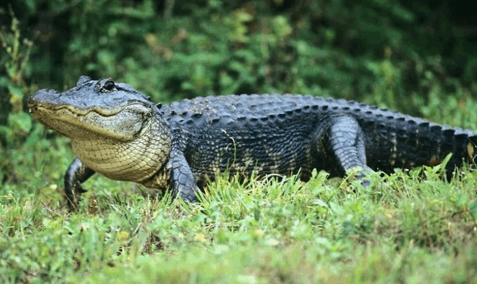 coccodrillo
