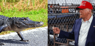 Alligator