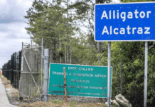 Alligator