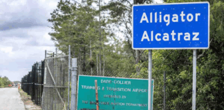 Alligator