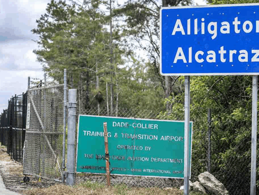 Alligator