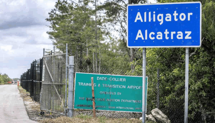 Alligator