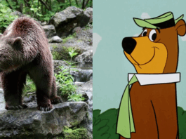 Orso