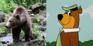 Orso