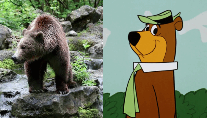 Orso