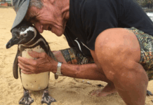 pinguino