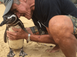 pinguino