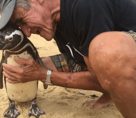 pinguino