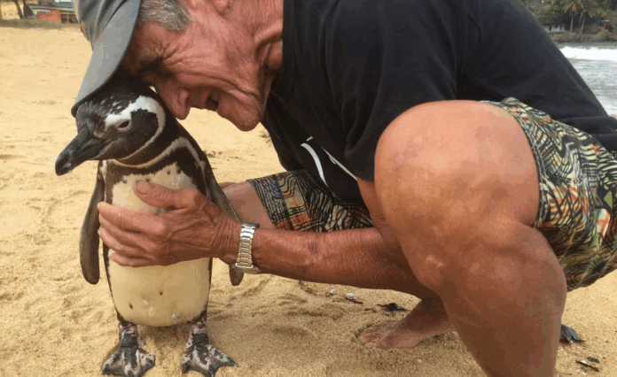 pinguino
