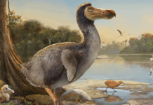 Dodo