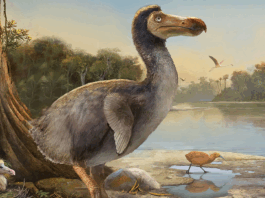 Dodo