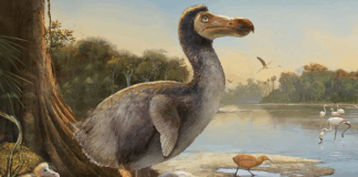 Dodo