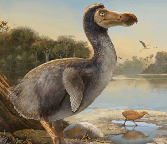 Dodo