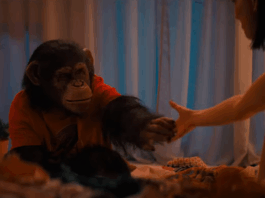 Ben – Rabbia animale