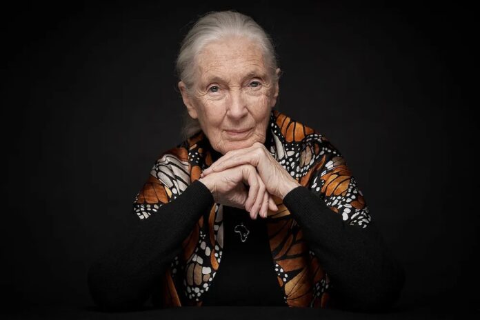 jane goodall